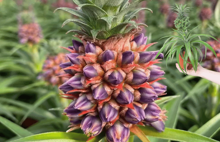ananas babyboom in primo piano e in vaso