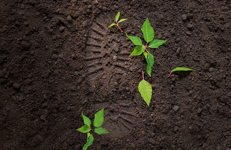 Royal Flora Holland : Horti e Flori Foot Print certificano l’impronta ambientale di piante e fiori