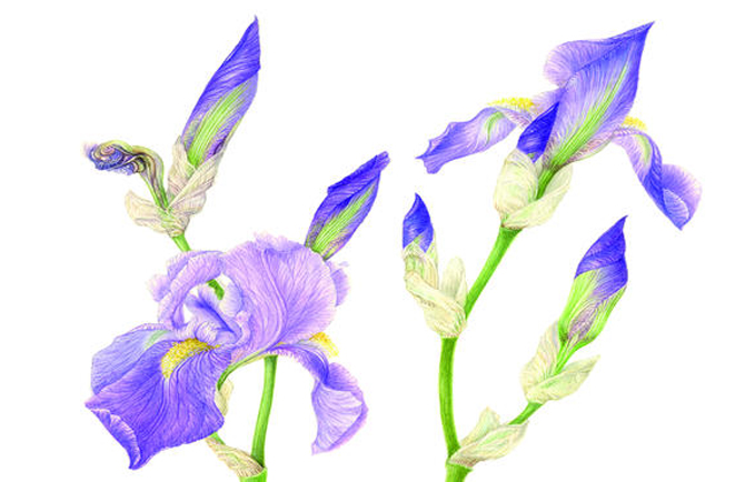 iris, floraviva, orto, botanico, padova,