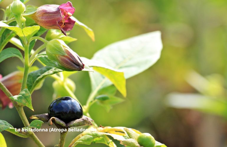 Belladonna - Atropa belladonna, bacche tossiche dall’aspetto invitante