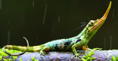  lcertola pinocchio Anolis proboscide