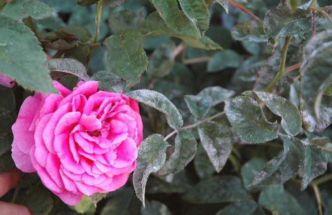 mal bianco, rosa, floraviva, fitosanitari,