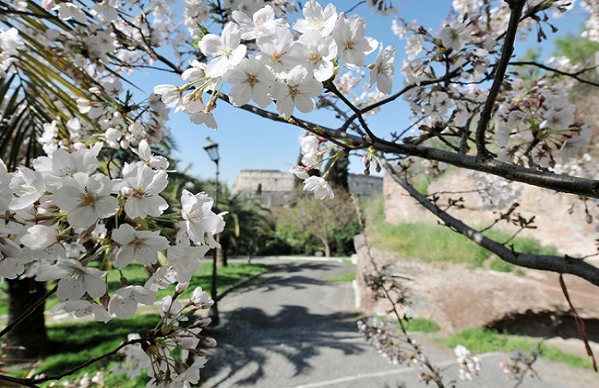 mandorlo, xylella, spagna, floraviva