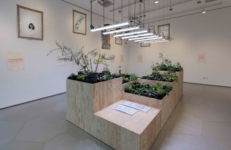 Orto botanico indoor con piante in sacchetti neri e luce artificiale, opera di Maria Thereza Alves tra arte e scienza