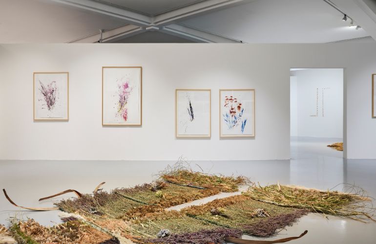 Composizione di erbe essiccate e disegni botanici in galleria, installazione che esplora biodiversità e arte naturale
