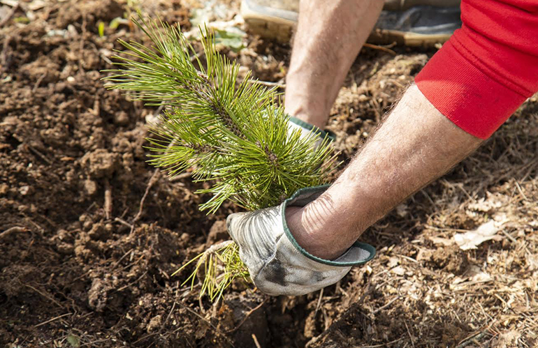 Risultati di “Mosaico Verde”: in 5 anni piantati oltre 322 mila alberi