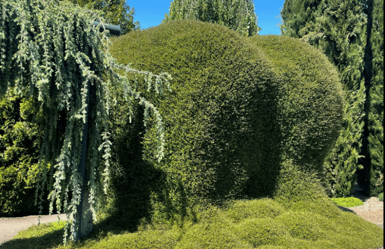 Muehlenbeckia