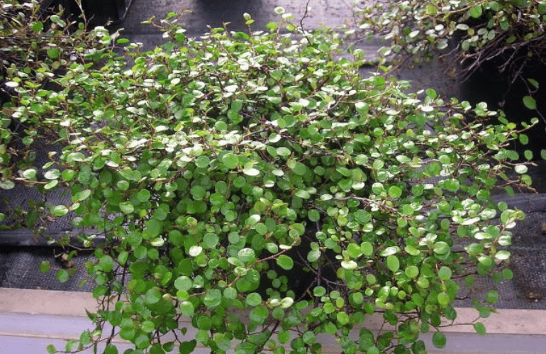 Muehlenbeckia 2