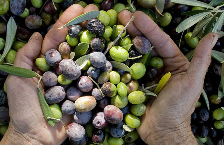 Convegno CREA: focus sull'IGP olio di Calabria e rilancio della filiera