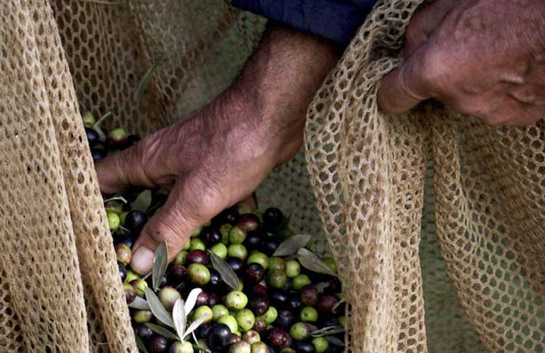 “Lucca e il suo Olio” celebra la Raccolta delle Olive