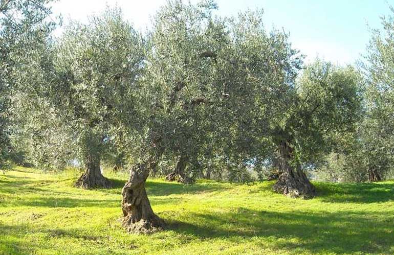 olivetotoscano.jpg