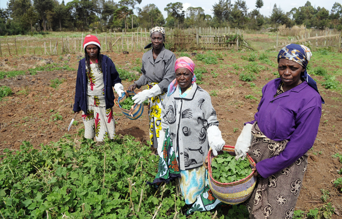 orti africa