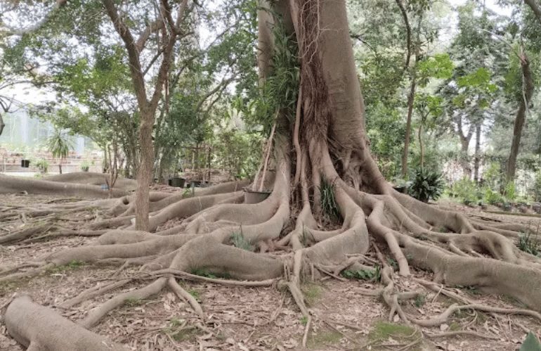 orto botanico di napoli 4