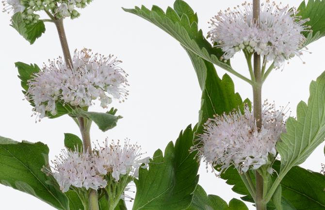 pagoda fiore reciso, Caryopteris