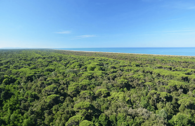 pineta di levante viareggio