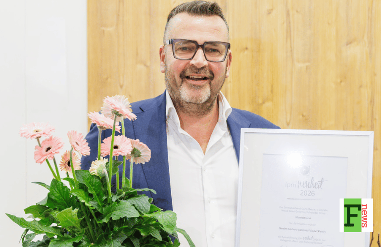 Garden Gerbera Garvinea Sweet Pastry