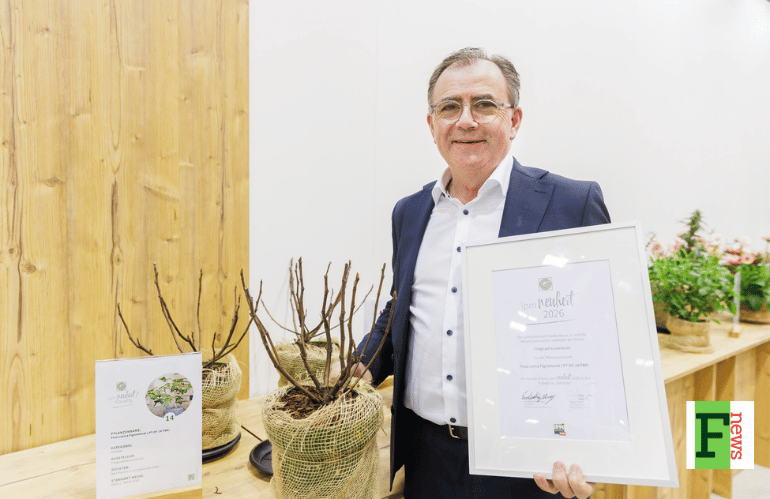 Cercis griffithii Blue Lagoon