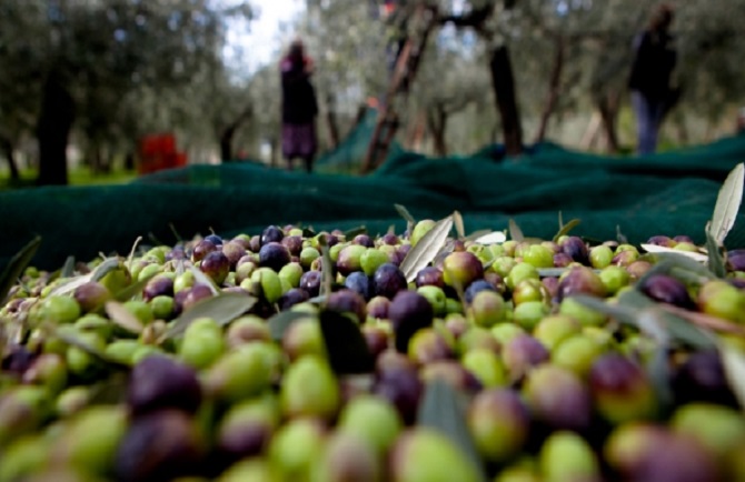 olio, produzione mondiale, COI, floraviva