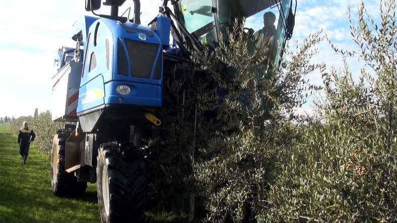 raccolta di olive meccanica in impianto superintensivo 