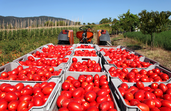 raccoltapomodoro