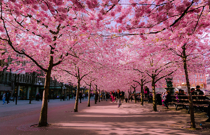 sakura