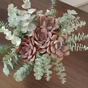 sanremosucculenta2