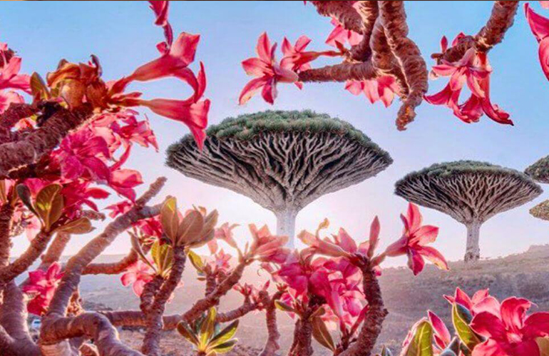 Socotra: Un Santuario Botanico di Rarità Uniche al Mondo
