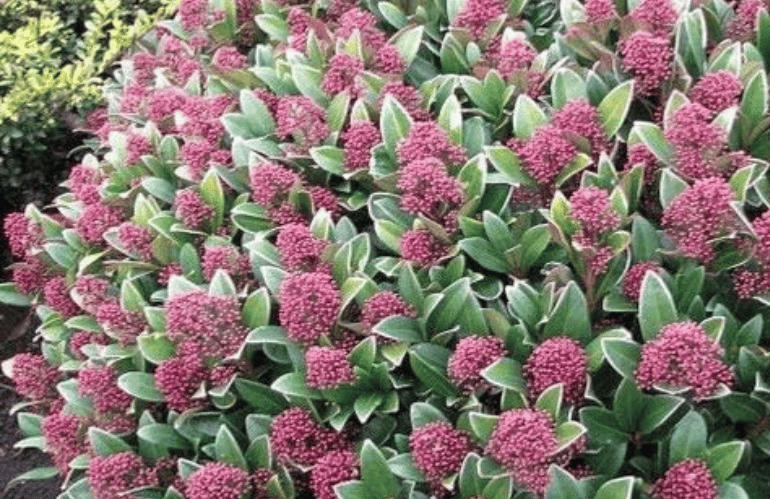 Skimmia japonica