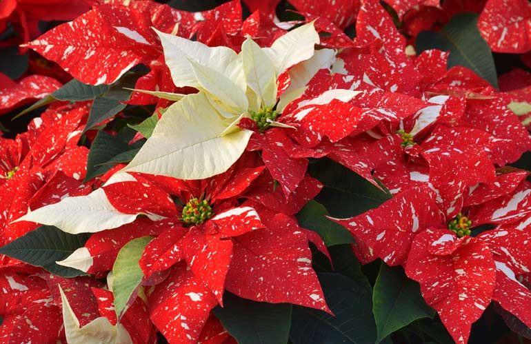 Mantenimento Stella Di Natale.Nel Poinsettia Day Asproflor Annuncia Un Lieve Aumento Delle Vendite Di Stelle Di Natale Floraviva