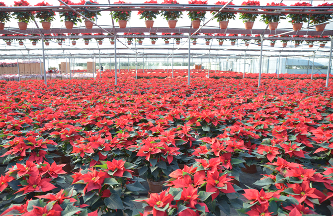 stelle di natale, poinsettia