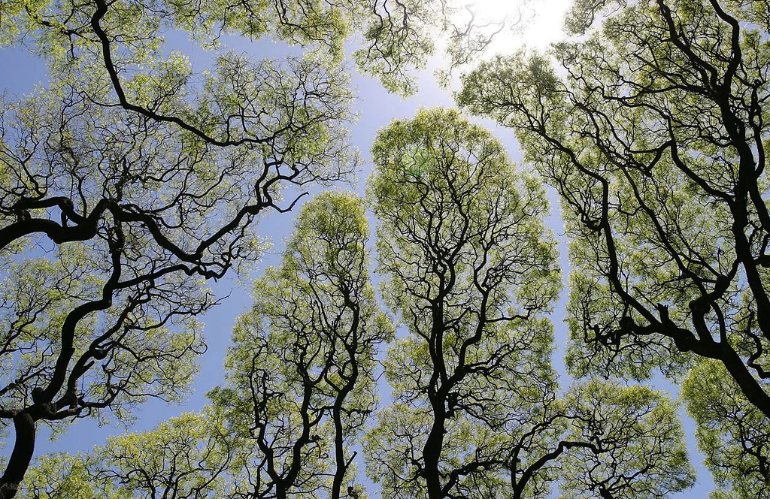 LA TIMIDEZZA DEGLI ALBERI