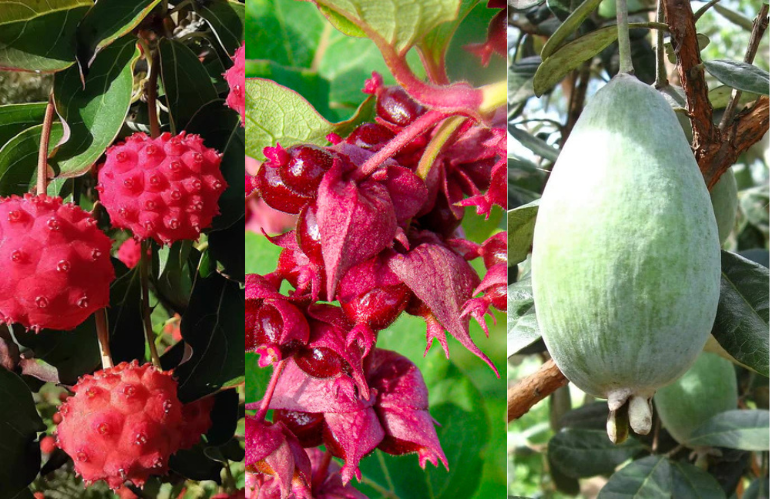 UNA PIANTA PER UN GIARDINO BELLO E BUONO