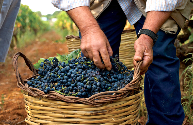 vendemmia, floraviva, agroalimentare, cia, export 