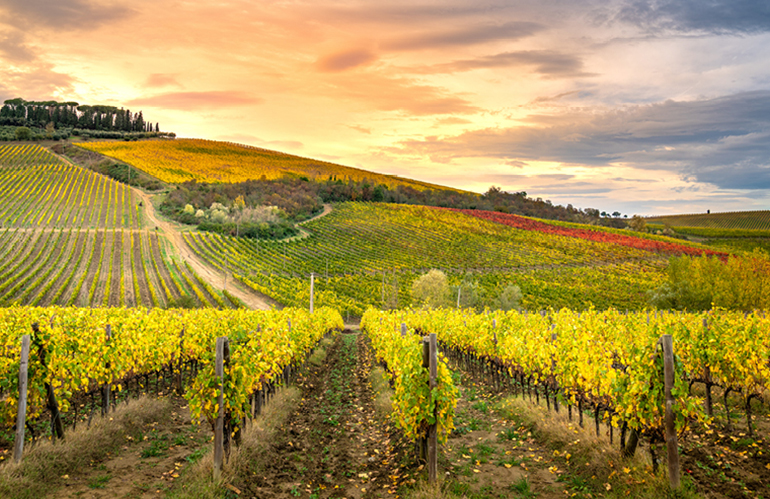 Cantine aperte e Vigneti aperti