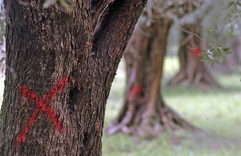 xylella 30 milioni