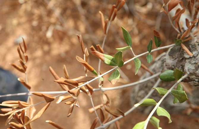 xylella fastidiosa