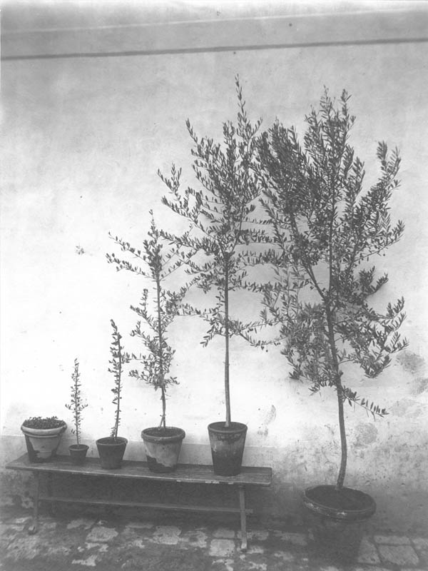 Agrario pescia_34